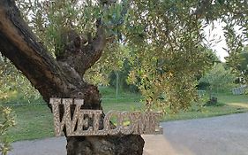 The Secret Olive House